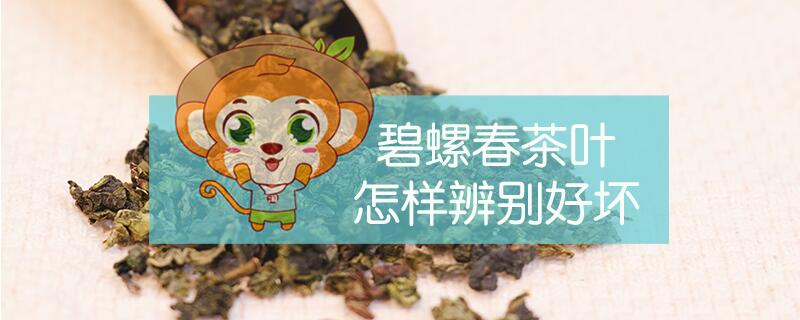 碧螺春茶叶怎样辨别好坏