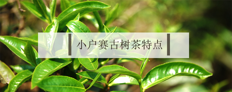 小户赛古树茶特点