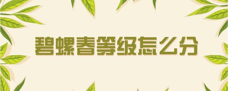 碧螺春等级怎么分