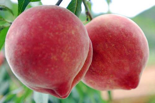 3斤大的桃子是什么品种，中国四大名桃产地