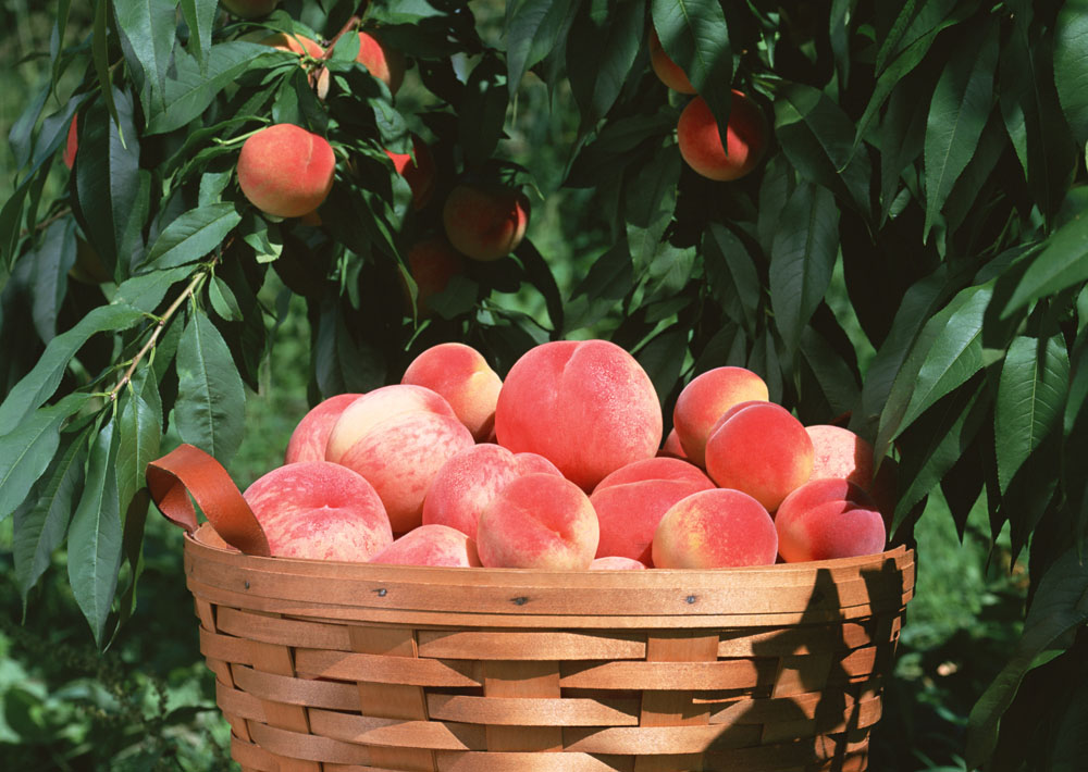 减肥的人可以吃桃子吗，只吃桃子能减肥吗