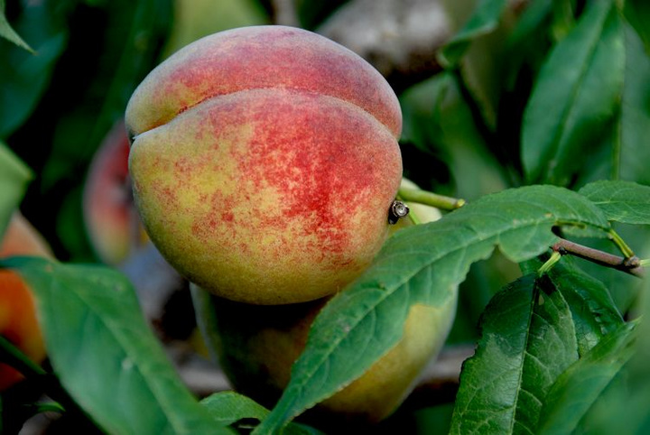 桃子和螃蟹能一起吃吗，桃子的功效与作用