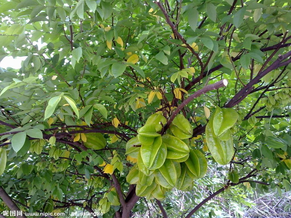杨桃树几年结果，杨桃树可以种家里吗