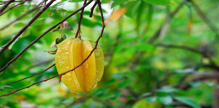 杨桃带皮可以吃吗，水杨桃多少钱一斤