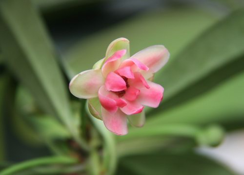 莽草子和八角的区别，八角和莽草干支的区别