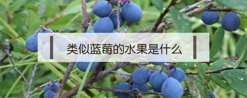 类似蓝莓的水果是什么