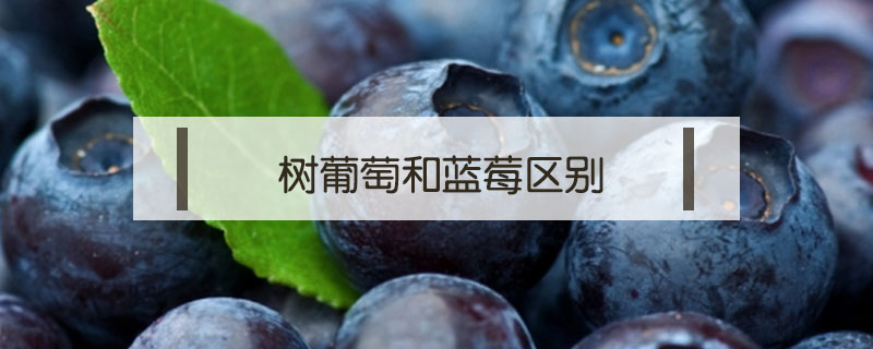 树葡萄和蓝莓区别