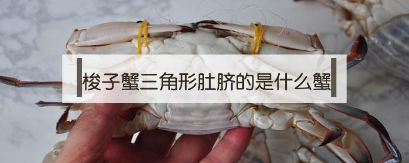 梭子蟹三角形肚脐的是什么蟹