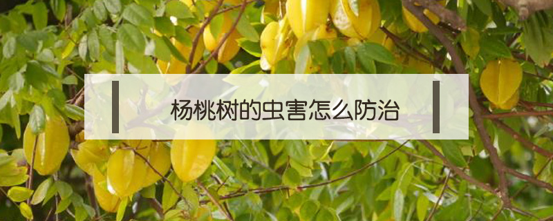 杨桃树的虫害怎么防治