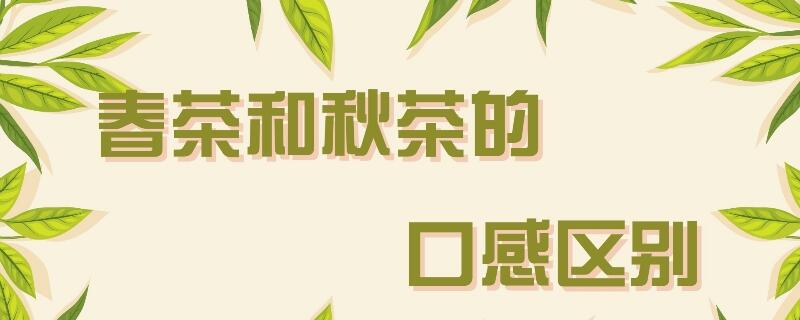 春茶和秋茶的口感区别