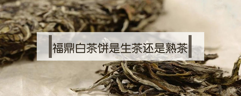 福鼎白茶饼是生茶还是熟茶