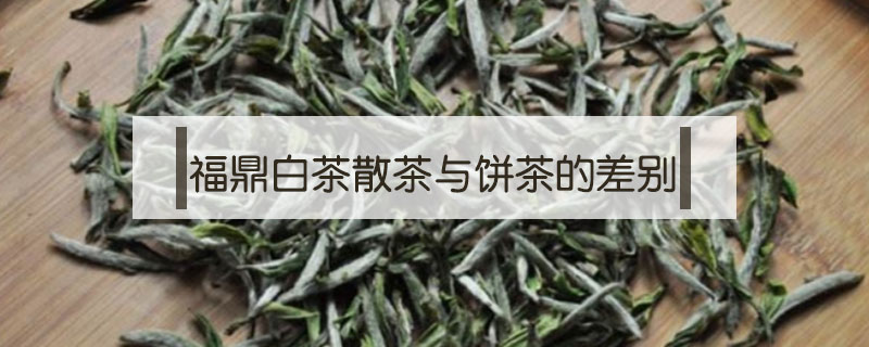 福鼎白茶散茶与饼茶的差别