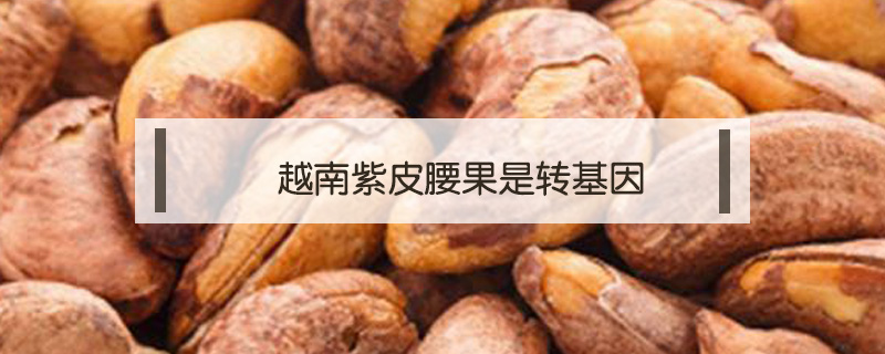 越南紫皮腰果是转基因