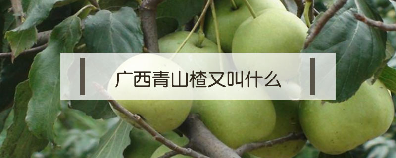 广西青山楂又叫什么