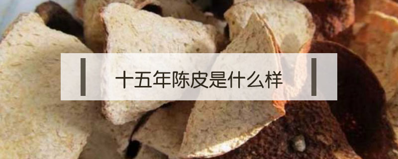 十五年陈皮是什么样