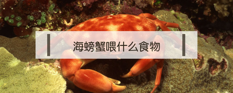 海螃蟹喂什么食物