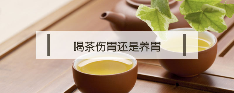 喝茶伤胃还是养胃