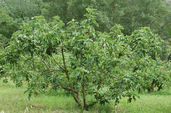 院子种无花果树好吗，在院子里种植很具观赏性