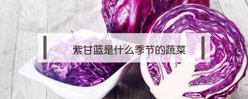 紫甘蓝是什么季节的蔬菜