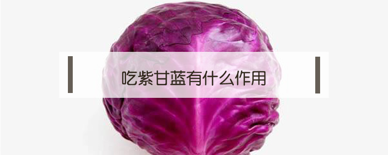 吃紫甘蓝有什么作用