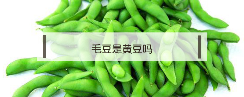 毛豆是黄豆吗