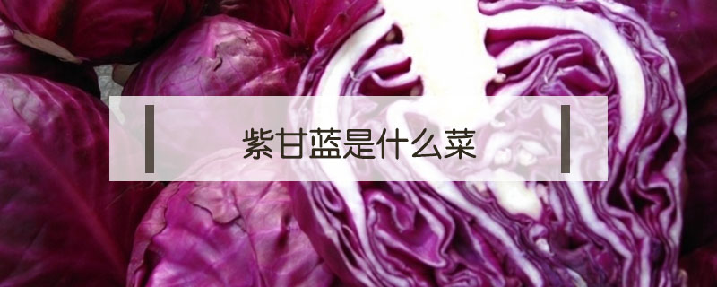 紫甘蓝是什么菜