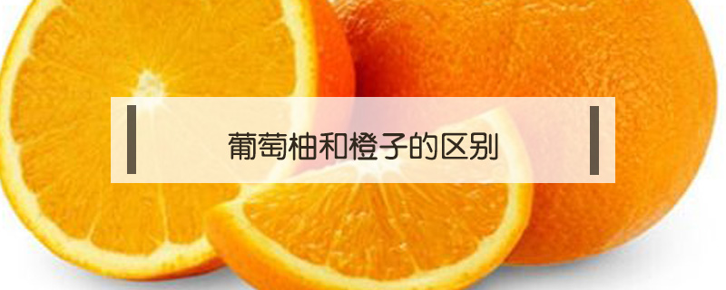 葡萄柚和橙子的区别