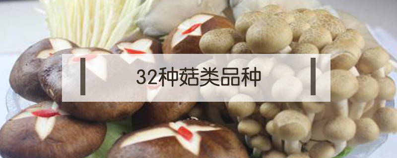 32种菇类品种