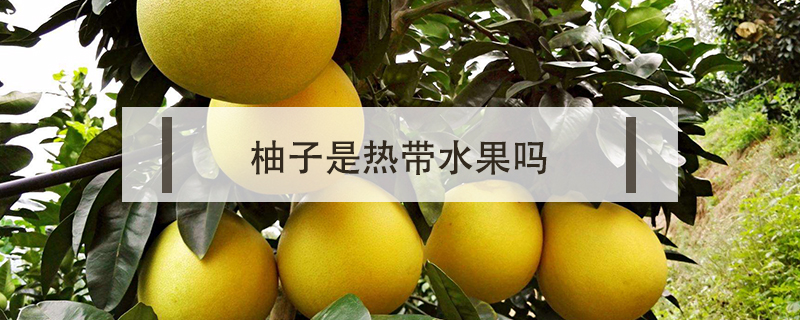 柚子是热带水果吗