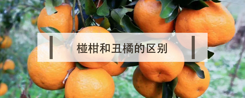 椪柑和丑橘的区别
