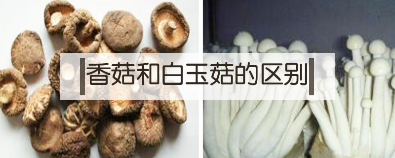 香菇和白玉菇的区别