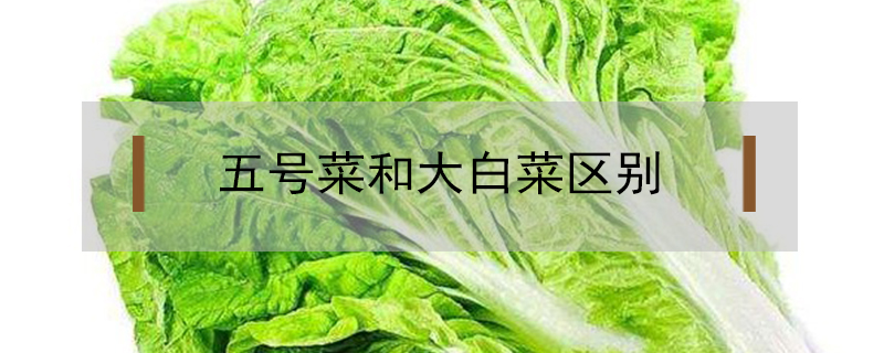 五号菜和大白菜区别