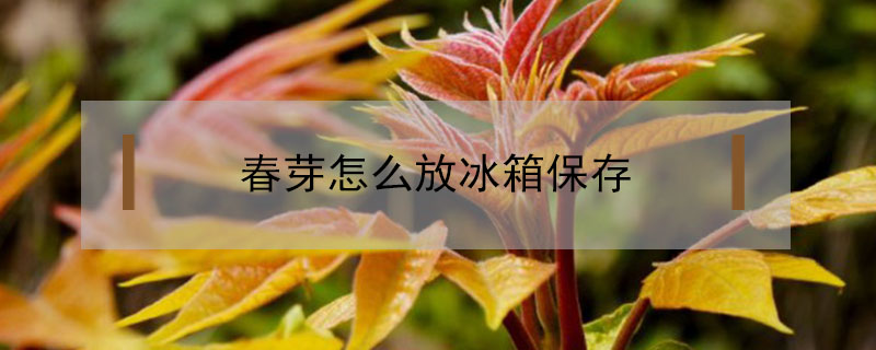 春芽怎么放冰箱保存