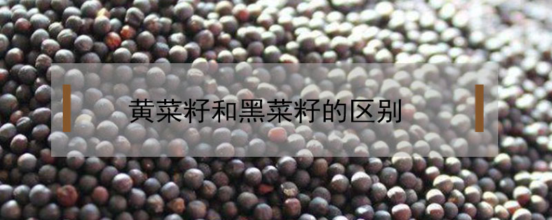 黄菜籽和黑菜籽的区别