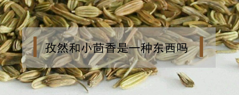 孜然和小茴香是一种东西吗