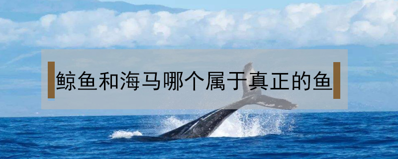 鲸鱼和海马哪个属于真正的鱼