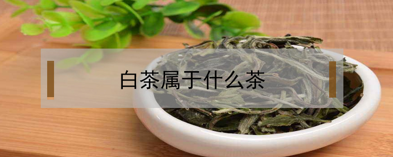 白茶属于什么茶