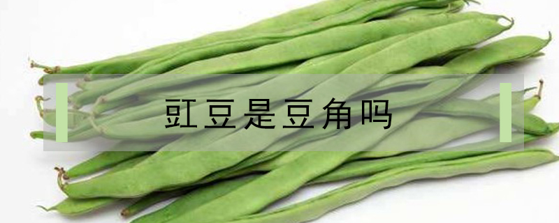 豇豆是豆角吗