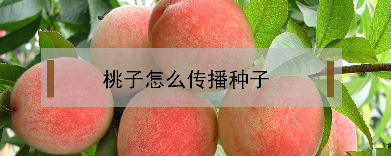 桃子怎么传播种子