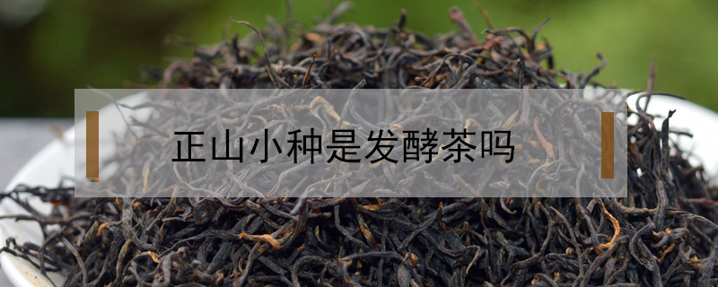 正山小种是发酵茶吗