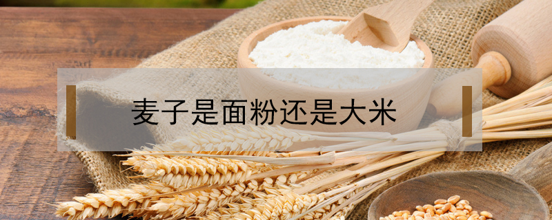 麦子是面粉还是大米