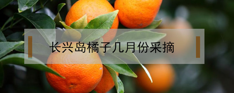 长兴岛橘子几月份采摘