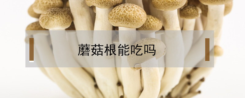 蘑菇根能吃吗 鲜淘网