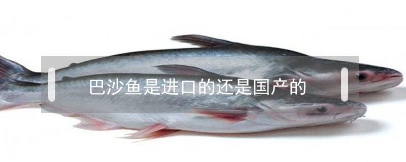 巴沙鱼是进口的还是国产的