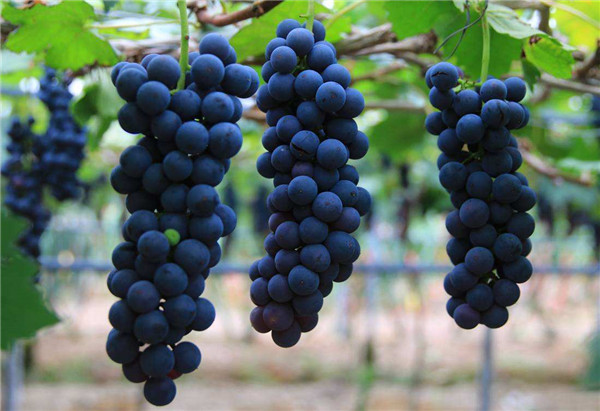 吃葡萄的好处和坏处，每年几月才是真正吃葡萄的季节