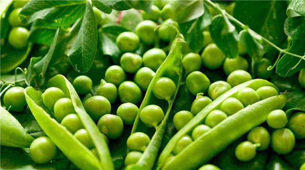 豌豆的功效与作用，吃豌豆美容养颜还润肠道