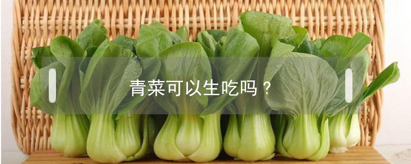 青菜可以生吃吗?