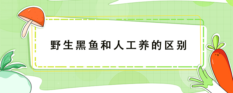 野生黑鱼和人工养的区别