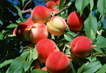 水蜜桃的功效与作用 水蜜桃的营养价值