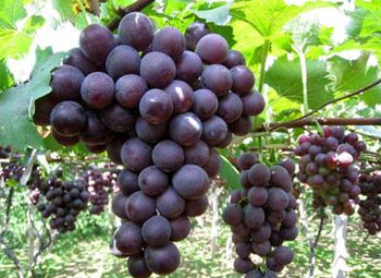 葡萄种类有哪些，葡萄的品种图片及名称大全